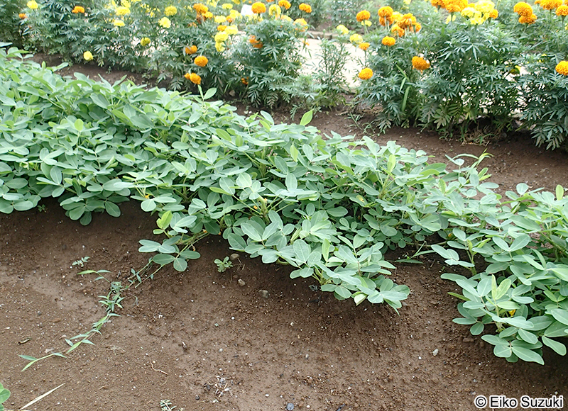 ラッカセイ Arachis hypogaea