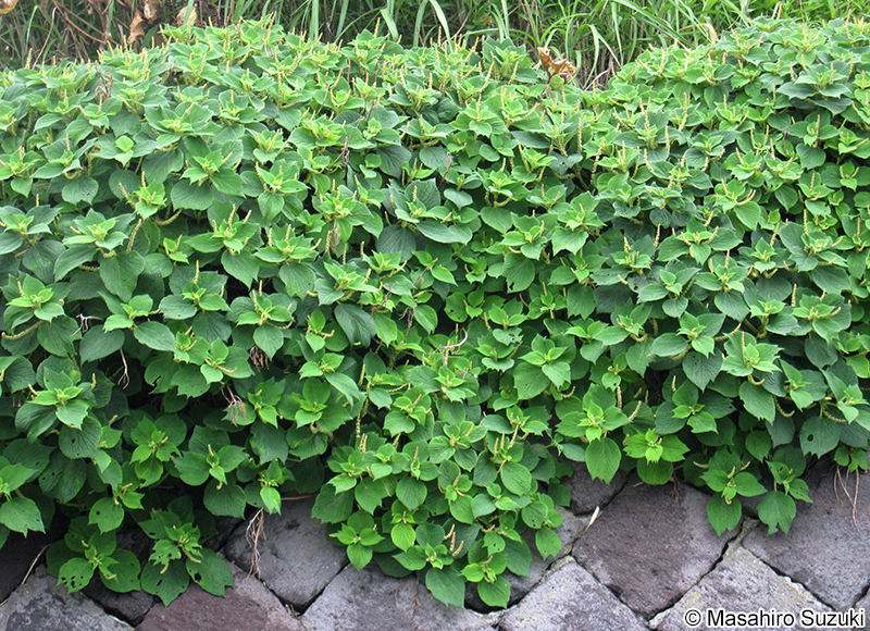 ラセイタソウ Boehmeria splitgerbera