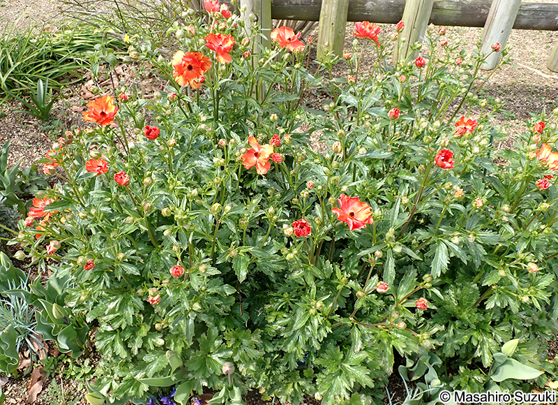 ラナンキュラス ラックス・ミノアン Ranunculus asiaticus x R. cortusifolius