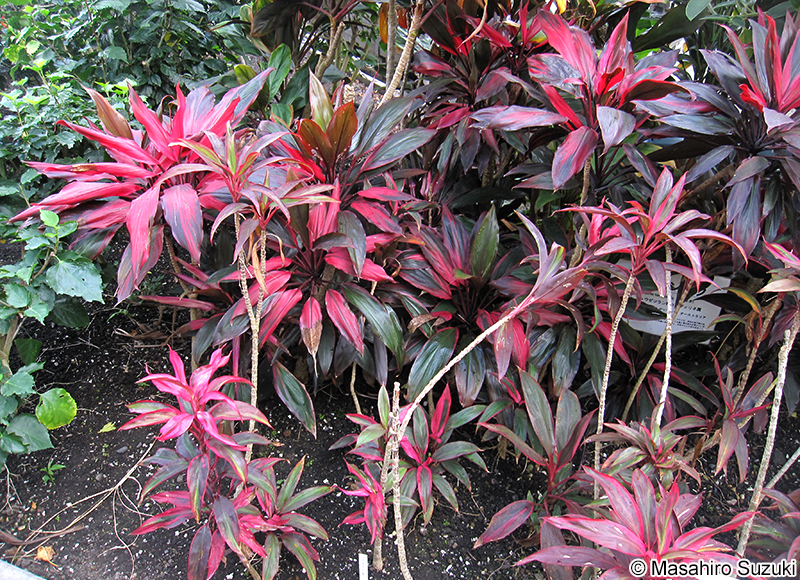 センネンボク（コルディリネ） Cordyline fruticosa 'Rededge'