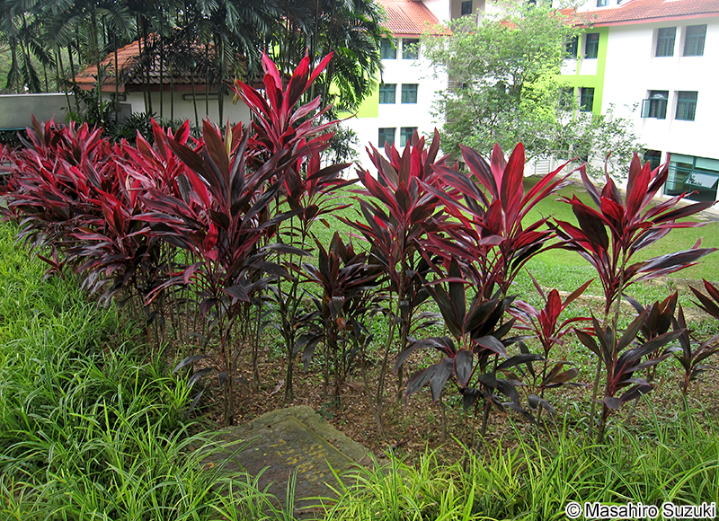 センネンボク（コルディリネ） Cordyline fruticosa 'Rededge'