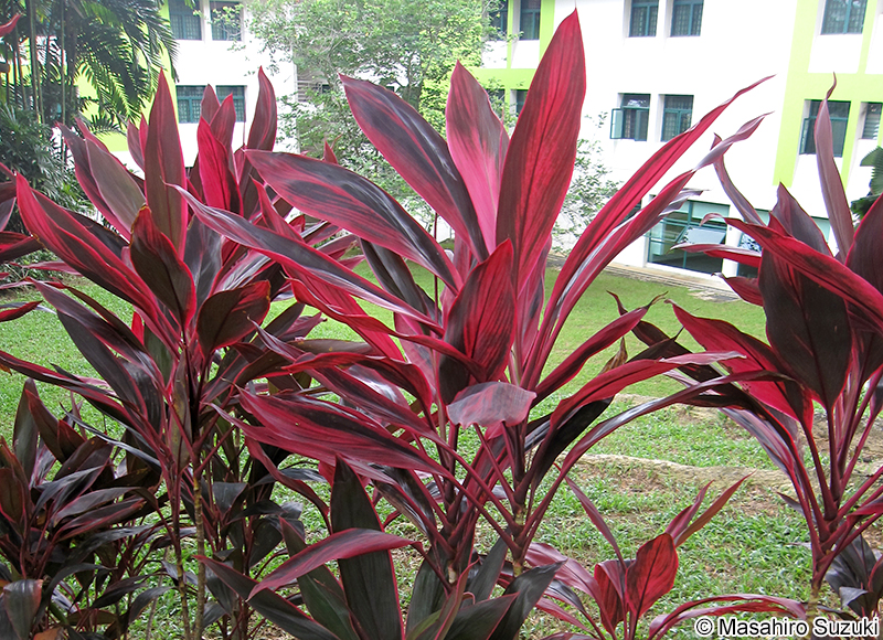 センネンボク（コルディリネ） Cordyline fruticosa 'Rededge'