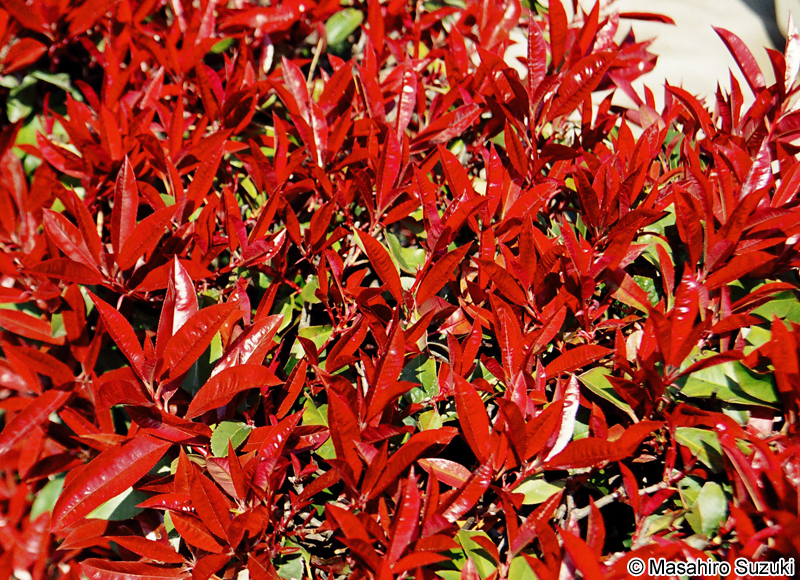 ベニカナメモチ（レッドロビン） Photinia x fraseri