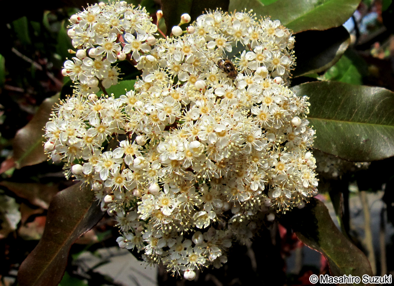 ベニカナメモチ（レッドロビン） Photinia x fraseri