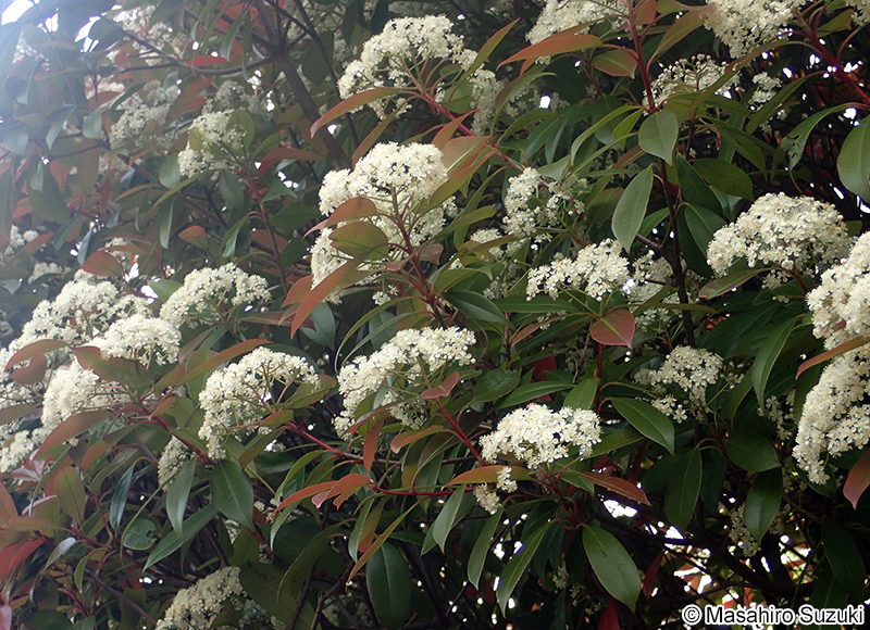 ベニカナメモチ（レッドロビン） Photinia x fraseri
