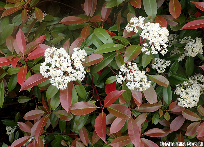 ベニカナメモチ（レッドロビン） Photinia x fraseri