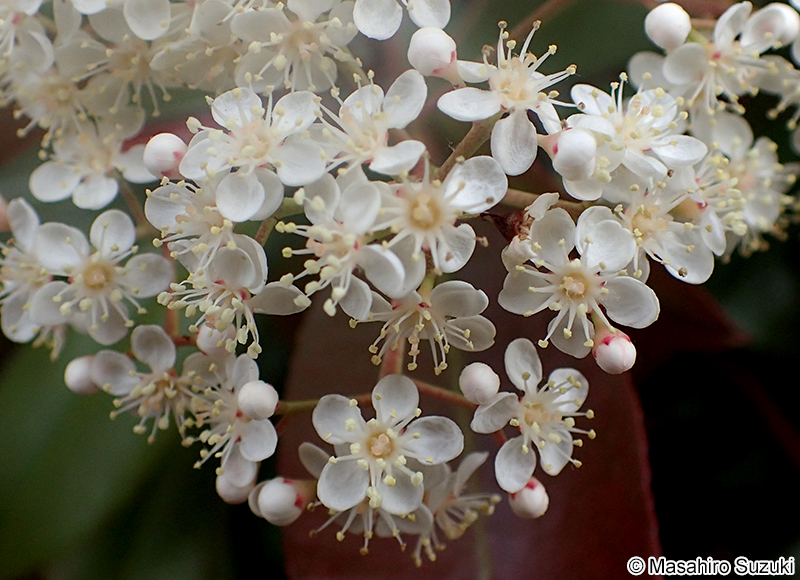 ベニカナメモチ（レッドロビン） Photinia x fraseri