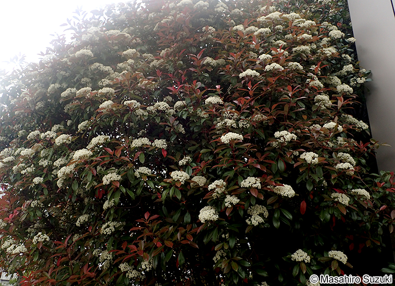 ベニカナメモチ（レッドロビン） Photinia x fraseri