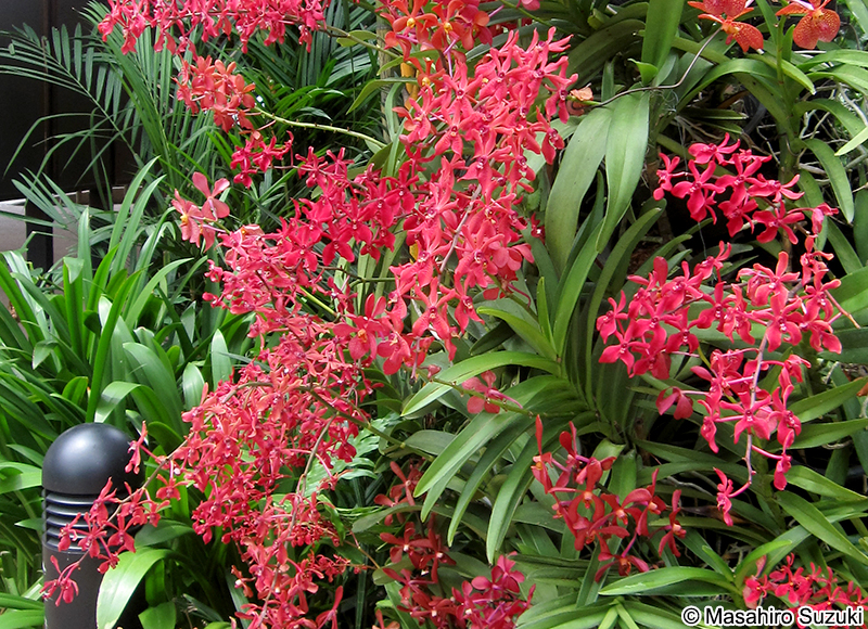 レナンセラ Renanthera