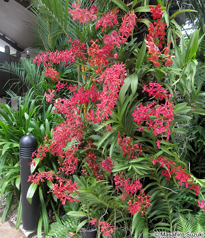 レナンセラ Renanthera