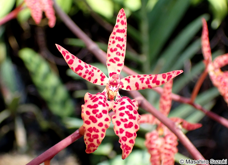 レナンセラ Renanthera