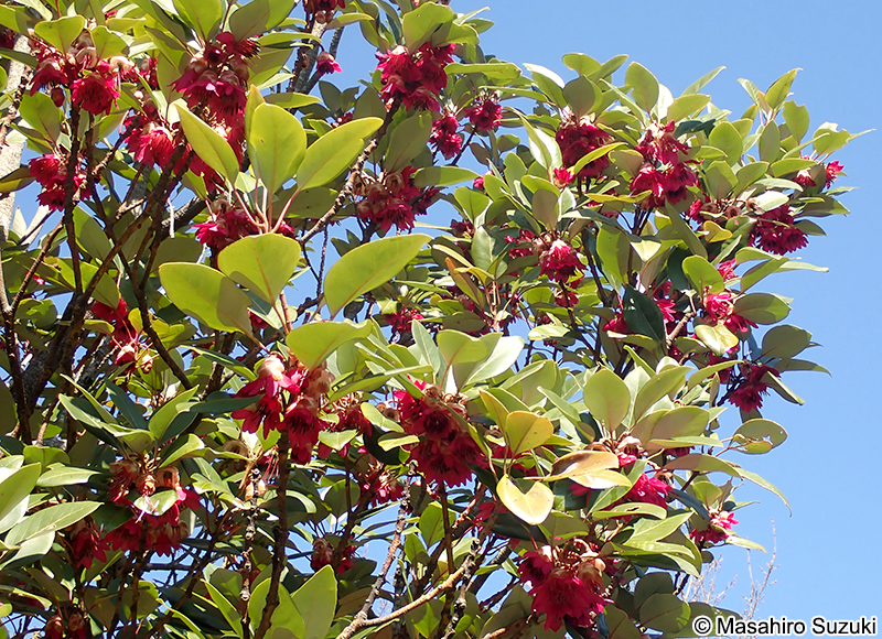 ロドレイア Rhodoleia sp.