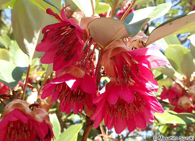 ロドレイア Rhodoleia sp.