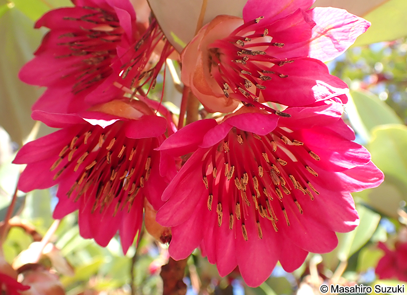 ロドレイア Rhodoleia sp.