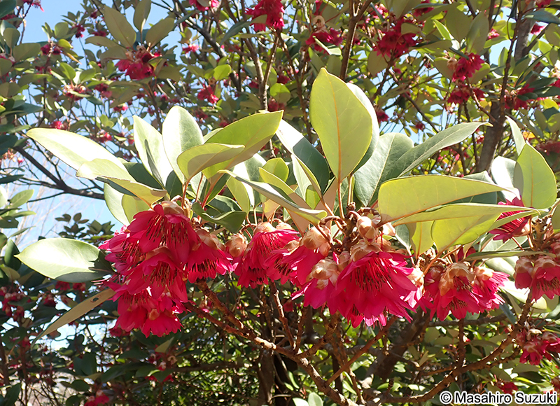 ロドレイア Rhodoleia sp.