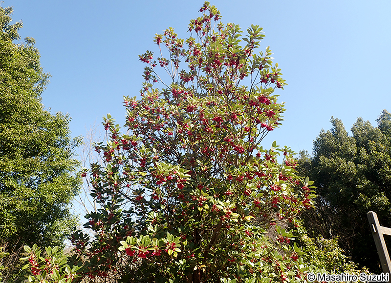 ロドレイア Rhodoleia sp.