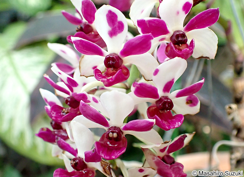 オオホザキマツラン Rhynchostylis gigantea