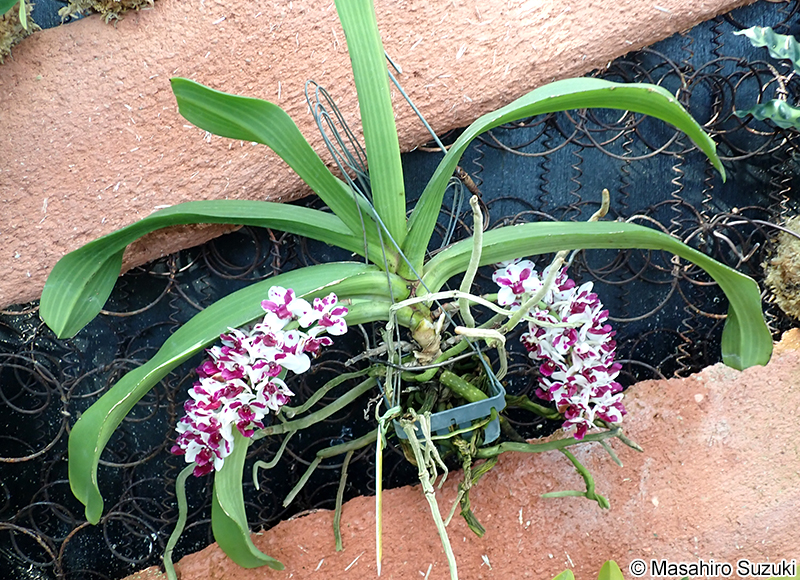 オオホザキマツラン Rhynchostylis gigantea