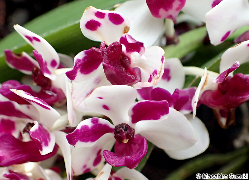 オオホザキマツラン Rhynchostylis gigantea