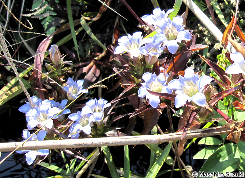 リンドウ Gentiana scabra var. buergeri