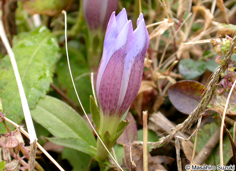 リンドウ Gentiana scabra var. buergeri