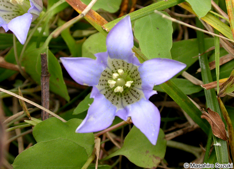 リンドウ Gentiana scabra var. buergeri