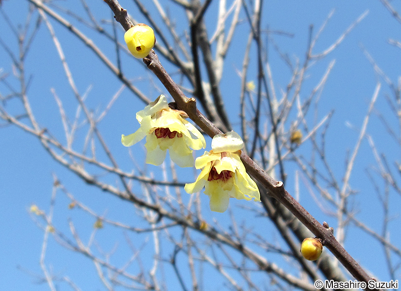 ロウバイ Chimonanthus praecox