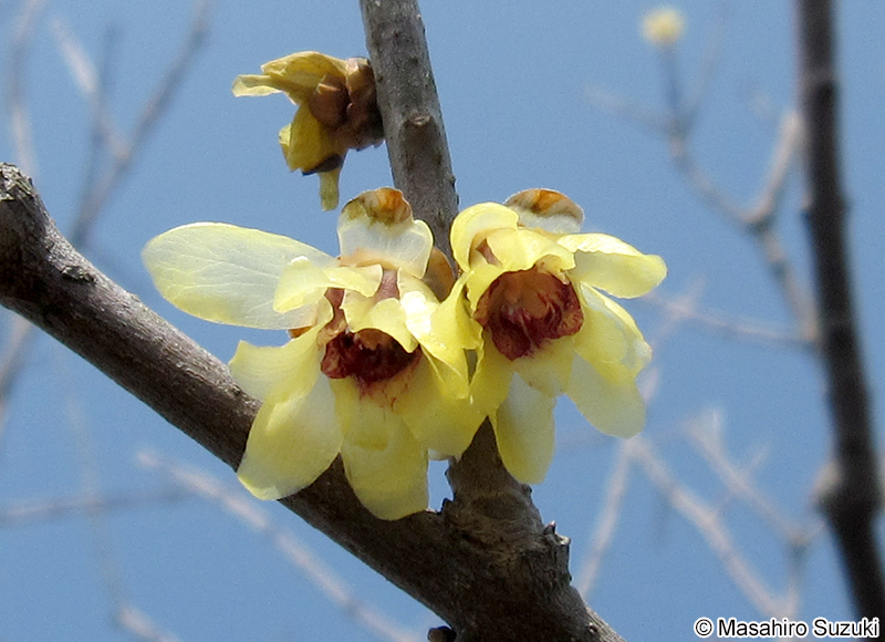 ロウバイ Chimonanthus praecox