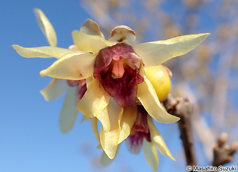 ロウバイ Chimonanthus praecox