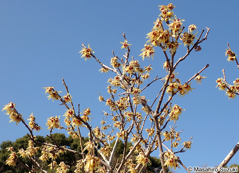ロウバイ Chimonanthus praecox