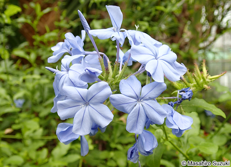 ルリマツリ Plumbago auriculata