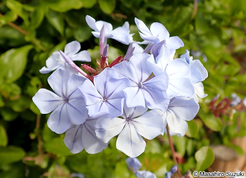 ルリマツリ Plumbago auriculata