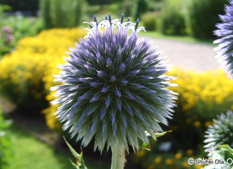 ルリタマアザミ Echinops ritro