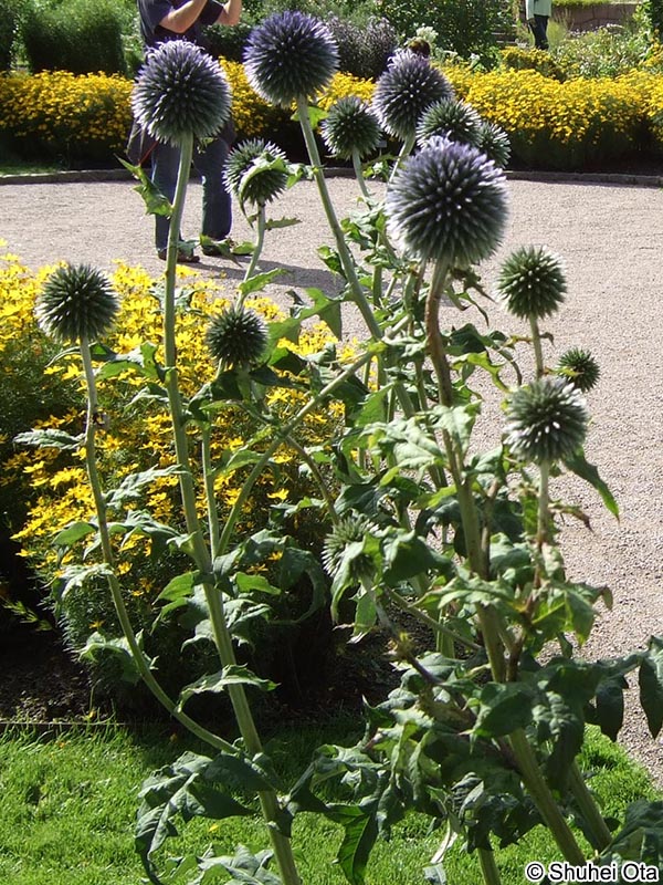 ルリタマアザミ Echinops ritro