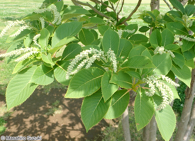 リョウブ Clethra barbinervis