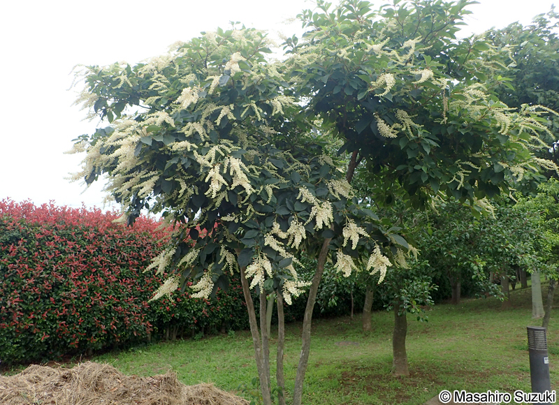 リョウブ Clethra barbinervis
