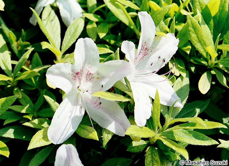 リュウキュウツツジ Rhododendron x mucronatum