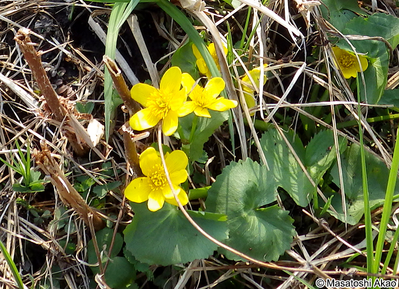 リュウキンカ Caltha palustris var. nipponica