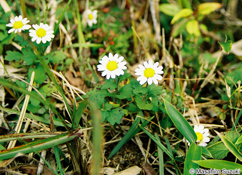 リュウノウギク Chrysanthemum makinoi