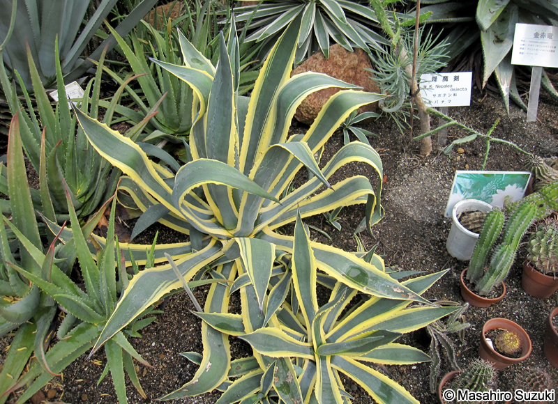 リュウゼツラン Agave americana 'Marginata'