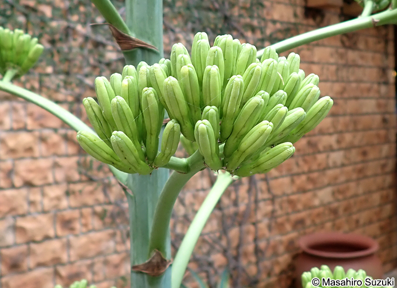 リュウゼツラン Agave americana 'Marginata'