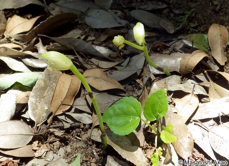 サガミランモドキ Cymbidium macrorhizon f. aberrans