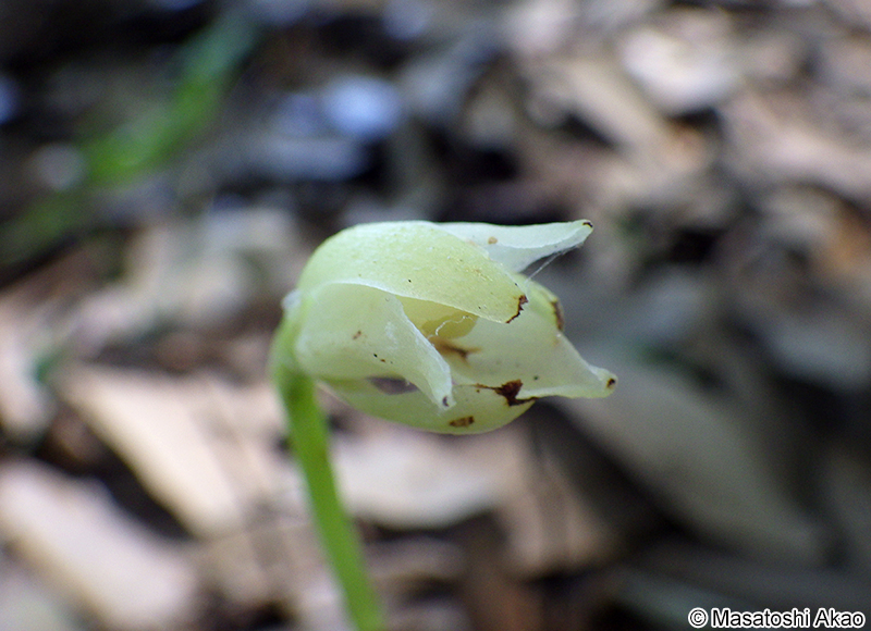 サガミランモドキの花
