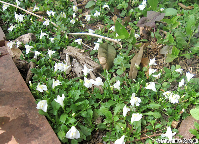 サギゴケ Mazus miquelii