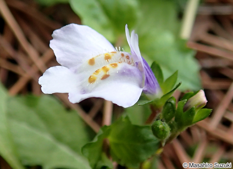 サギゴケ Mazus miquelii