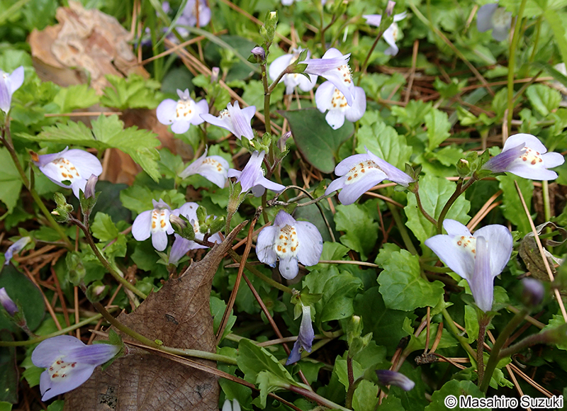 サギゴケ Mazus miquelii