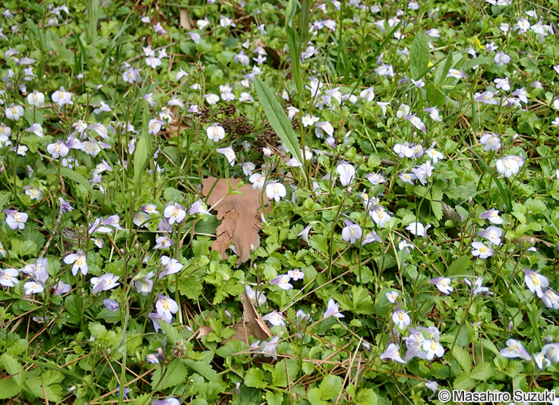 サギゴケ Mazus miquelii
