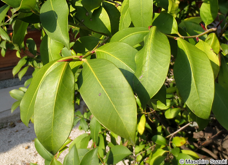 サカキ Cleyera japonica