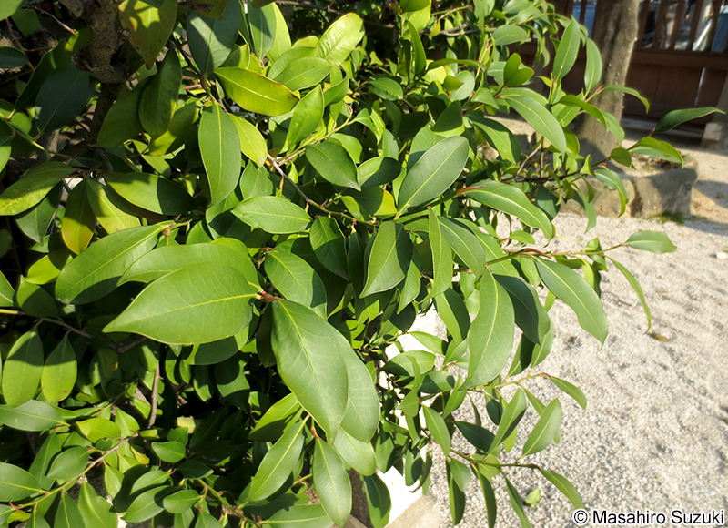 サカキ Cleyera japonica