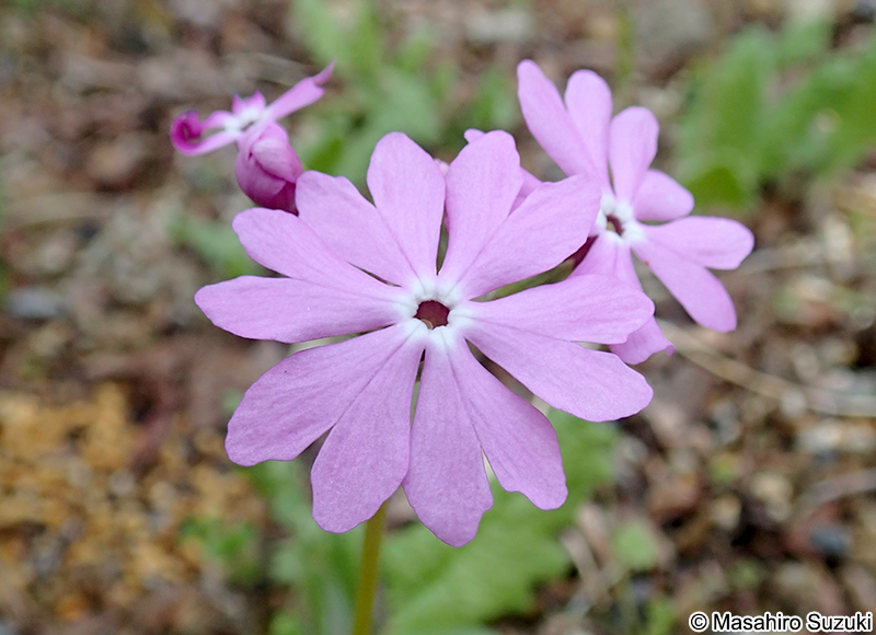 サクラソウ Primula sieboldii